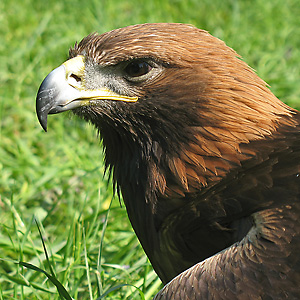 Vogelarten Steinadler Aquila Chrysaetos