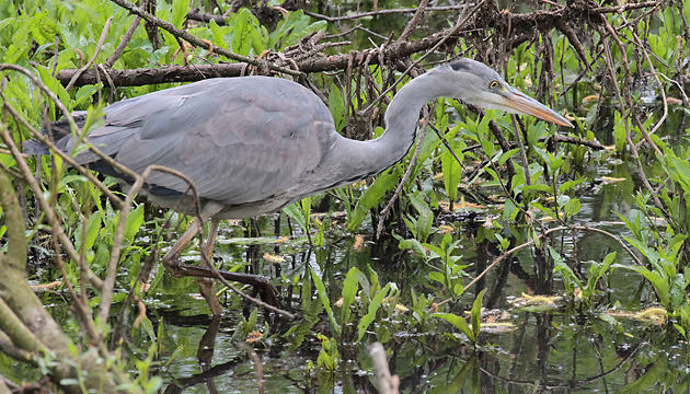 Pirschender Graureiher