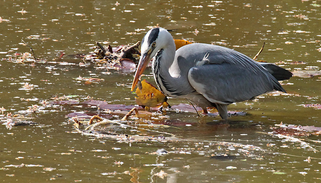 Graureiher mit Fisch