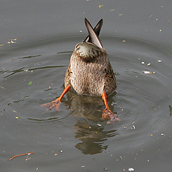 Stockente: K&ouml;pfchen in das Wasser