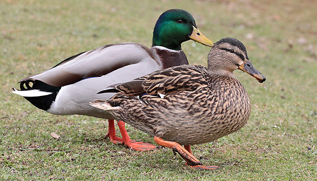 Vogelarten Stockente Anas Platyrhynchos