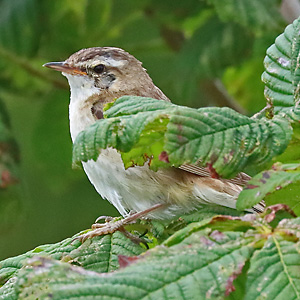 Schilfrohrs&auml;nger