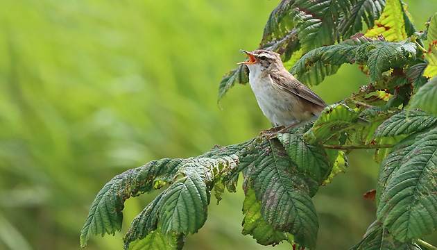 Schilfrohrs&auml;nger