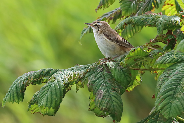 Schilfrohrs&auml;nger