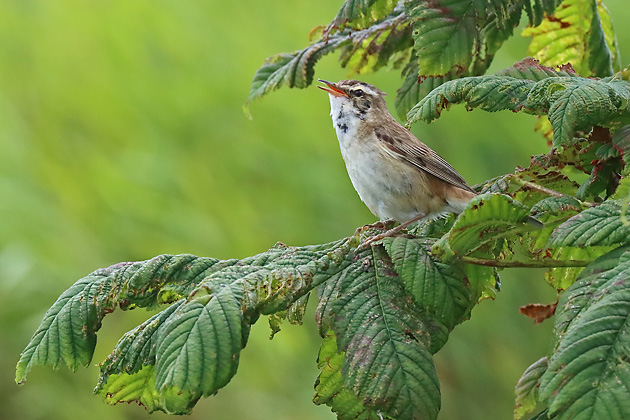 Schilfrohrs&auml;nger
