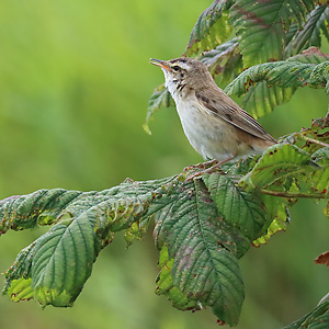 Singender Schilfrohrs&auml;nger