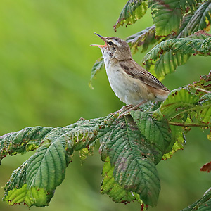 Schilfrohrs&auml;nger