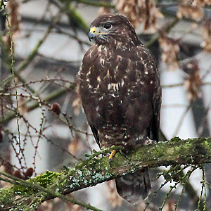 M&auml;usebussard, dunkle Morphe