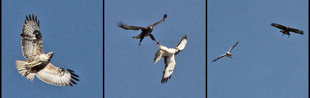3 x M&auml;usebussarde