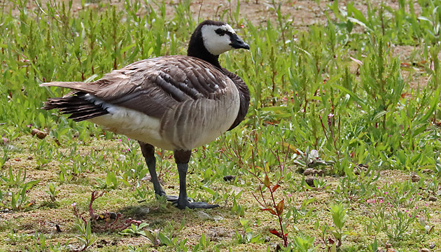 Wei&szlig;wangengans, Nonnengans