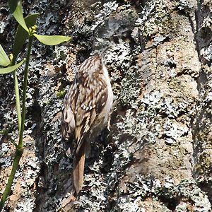 Gartenbaumläufer (Certhia brachydactyla) Gartenbaumläufer