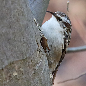 Gartenbaumläufer (Certhia brachydactyla) Gartenbaumläufer
