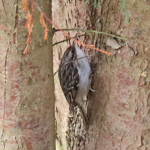 Gartenbauml&auml;ufer