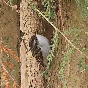 Certhia brachydactyla