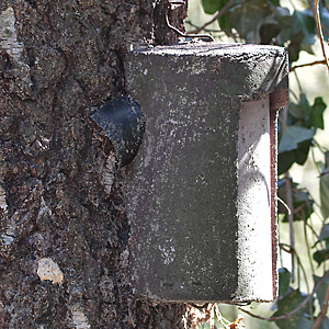 Bauml&auml;ufer-Nisth&ouml;hle