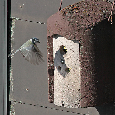 Blaumeise (Cyanistes caeruleus) Blaumeise