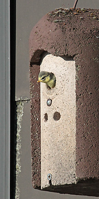 Blaumeise (Cyanistes caeruleus) Blaumeise