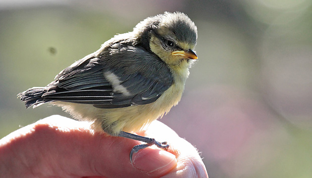 Junge Blaumeise (Cyanistes caeruleus) Blaumeise