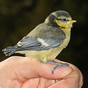 Junge Blaumeise (Cyanistes caeruleus) Blaumeise
