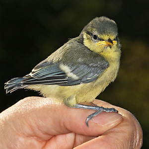 Junge Blaumeise (Cyanistes caeruleus) Blaumeise