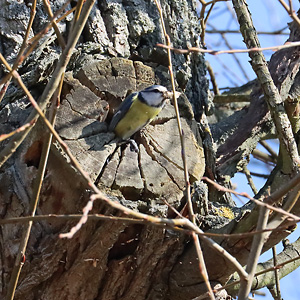 Blaumeise (Cyanistes caeruleus) Blaumeise