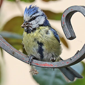 Blaumeise (Cyanistes caeruleus) Blaumeise
