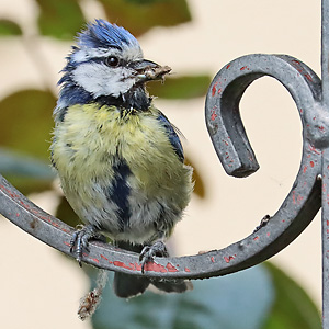 Blaumeise (Cyanistes caeruleus) Blaumeise