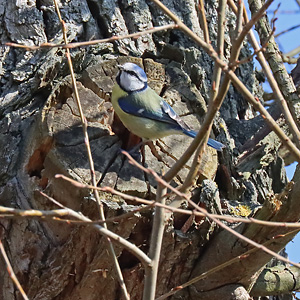 Blaumeise (Cyanistes caeruleus), 2.3.2023 Blaumeise