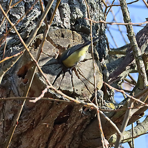 Blaumeise (Cyanistes caeruleus), 2.3.2023 Blaumeise