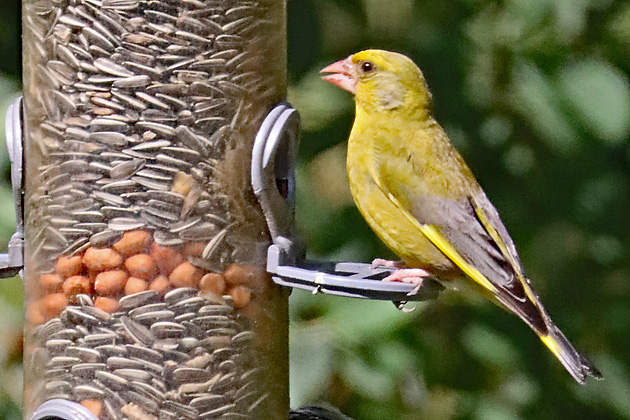 Gr&uuml;nfink, Gr&uuml;nling