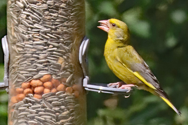 Gr&uuml;nfink, Gr&uuml;nling