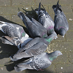 Haus- bzw. Stadttauben