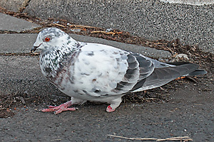 Wei&szlig;-schwarz gescheckte Farbmorphe