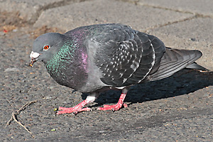 Haus- bzw. Stadttaube