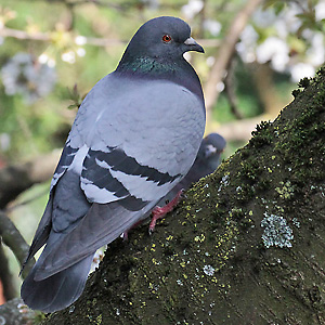 Haus- bzw. Stadttaube
