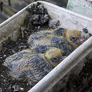 Stadttaubennestlinge