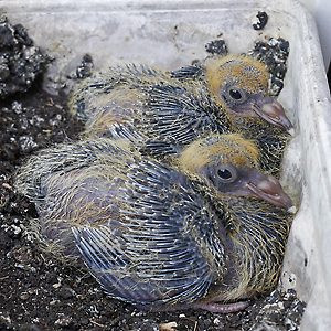 Stadttaubennestlinge