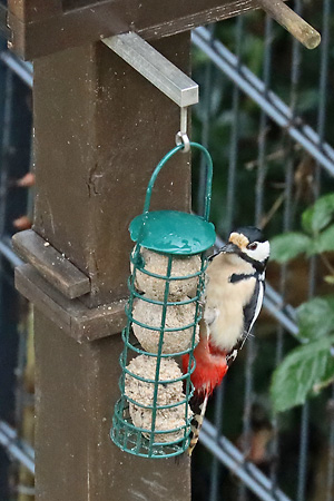 Buntspecht am Futterkn&ouml;del
