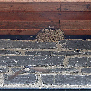 Mehlschwalbe vom Nest abfliegend