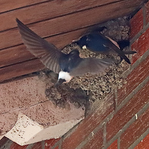 Mehlschwalben am Nest