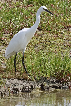 Seidenreiher (Egretta garzetta)