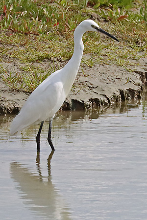 Seidenreiher (Egretta garzetta)