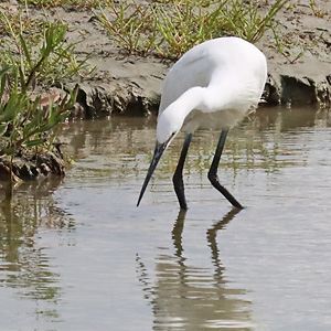 Seidenreiher (Egretta garzetta)