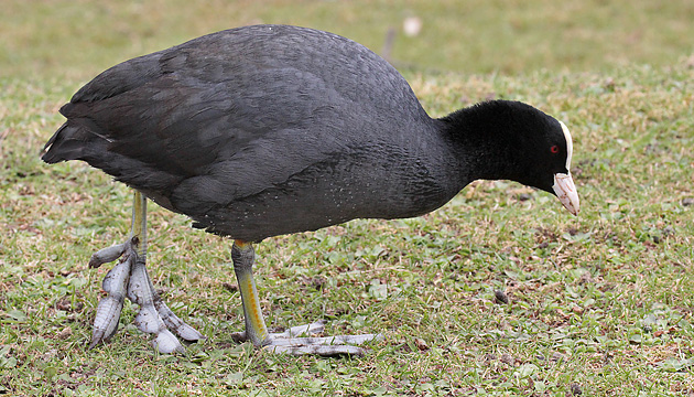 Bl&auml;&szlig;ralle