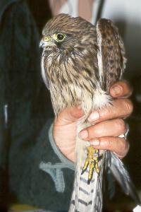 Verletzter Turmfalke