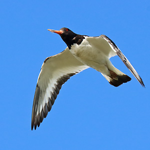 Fliegender Austernfischer