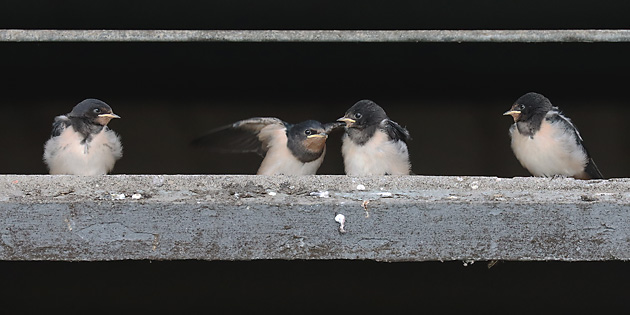 4 Rauchschwalben