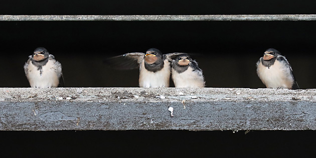 4 Rauchschwalben