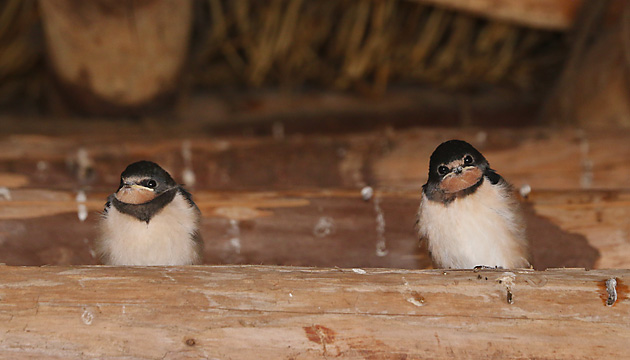 2 Rauchschwalbenkinder