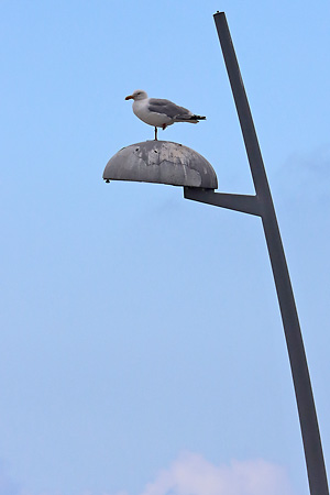 Silberm&ouml;we (Larus argentatus)